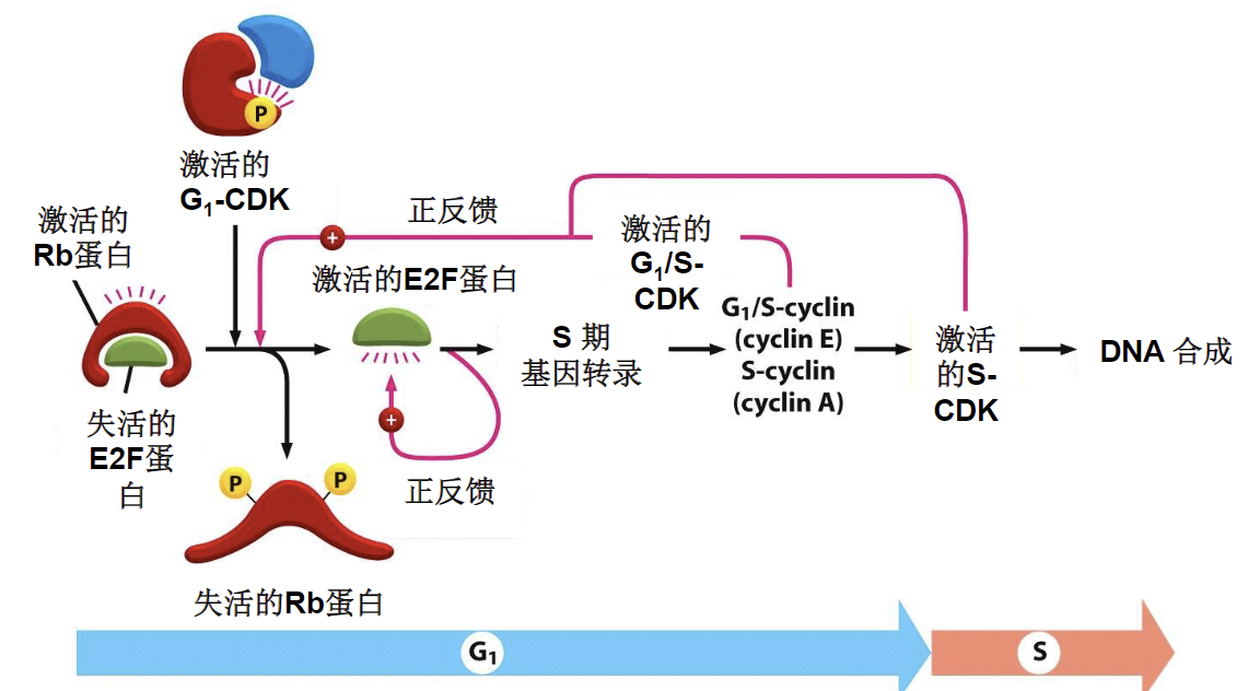 CDK的工作：以M-CDK为例