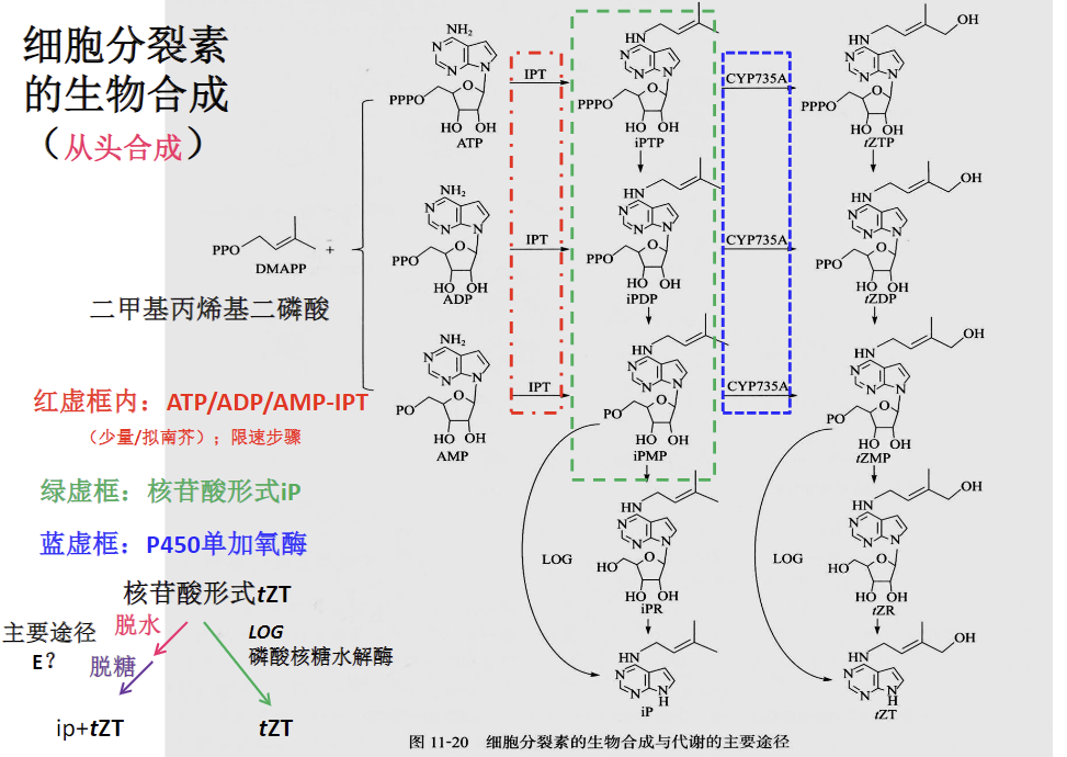 CK的从头合成