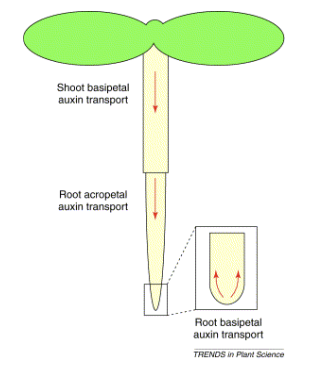生长素的运输方式