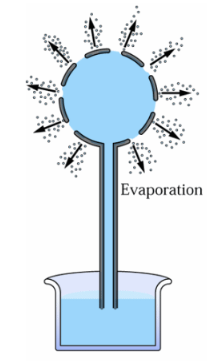 内聚力-张力示意图
