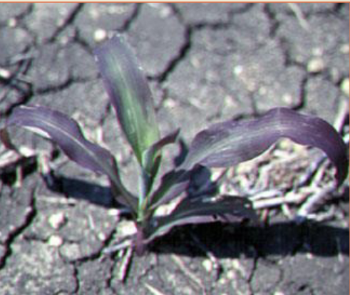 因缺钾而呈现紫色的玉米