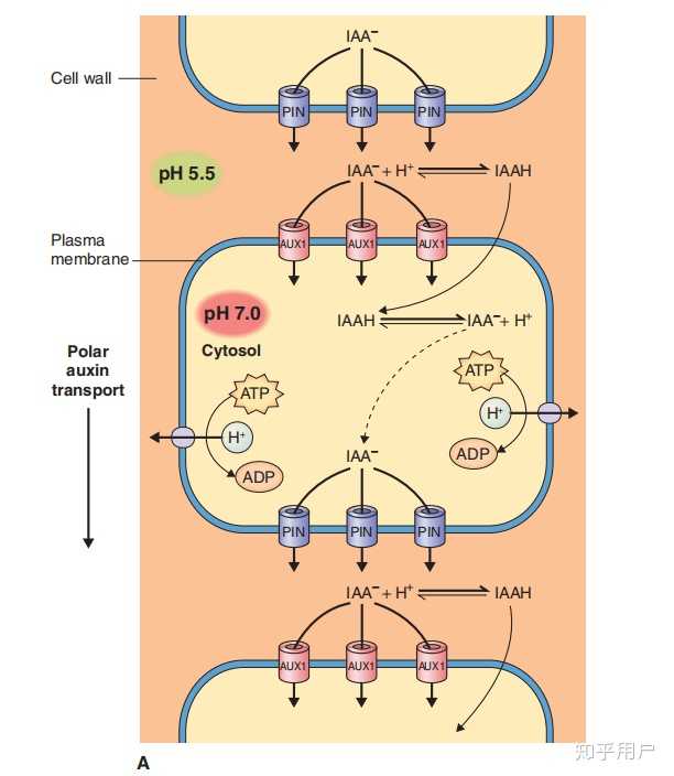 生长素极性运输模式图