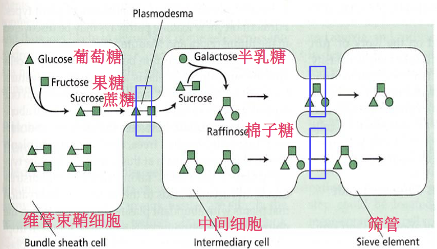 聚合物陷阱模型示意图