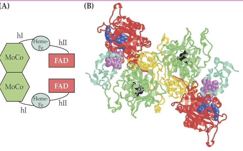 高等植物硝酸还原酶的模型