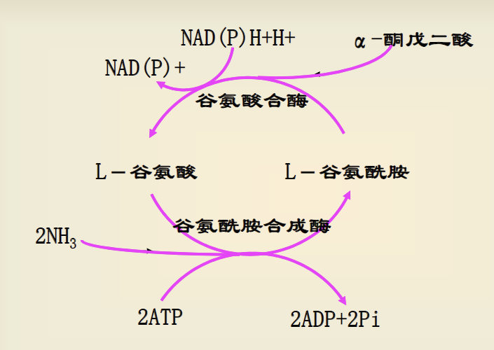 谷氨酸合成酶循环