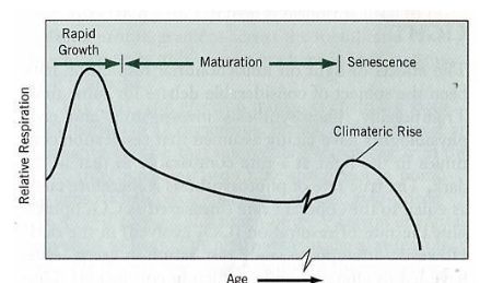 呼吸跃变型果实成熟过程的呼吸速率变化