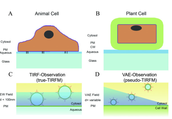 植物无法被TIRFM显微镜观察