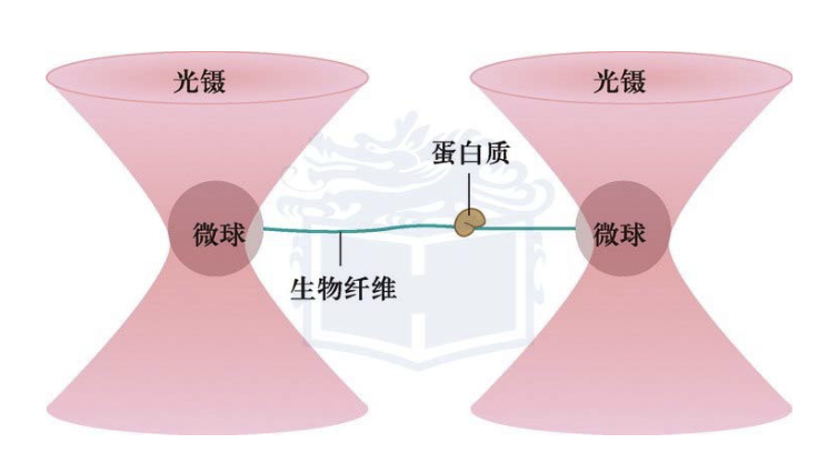 利用光镊研究生物单分子体系