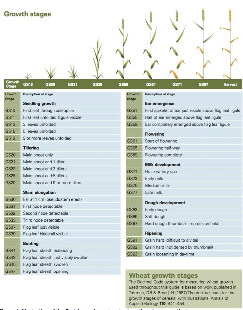 zadoks体系下的小麦生育时期