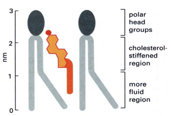 胆固醇分子与磷脂分子的相对位置