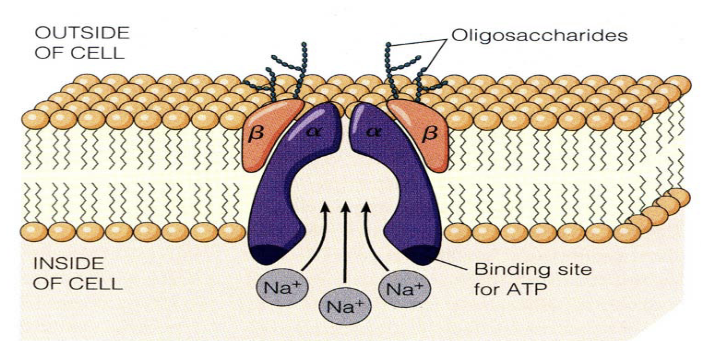 p型载体蛋白的模式