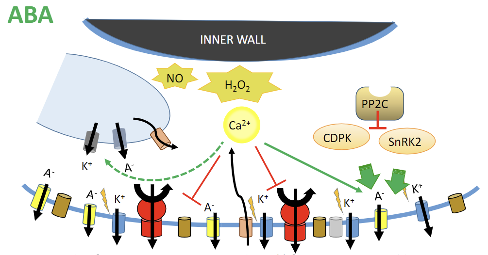 ABA引发的下游信号转导通路模式图
