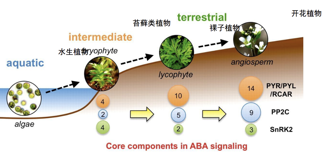 ABA转导核心元件的演化