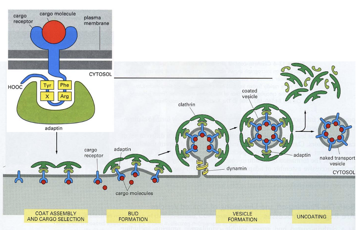 网格蛋白依赖的胞饮作用模式图