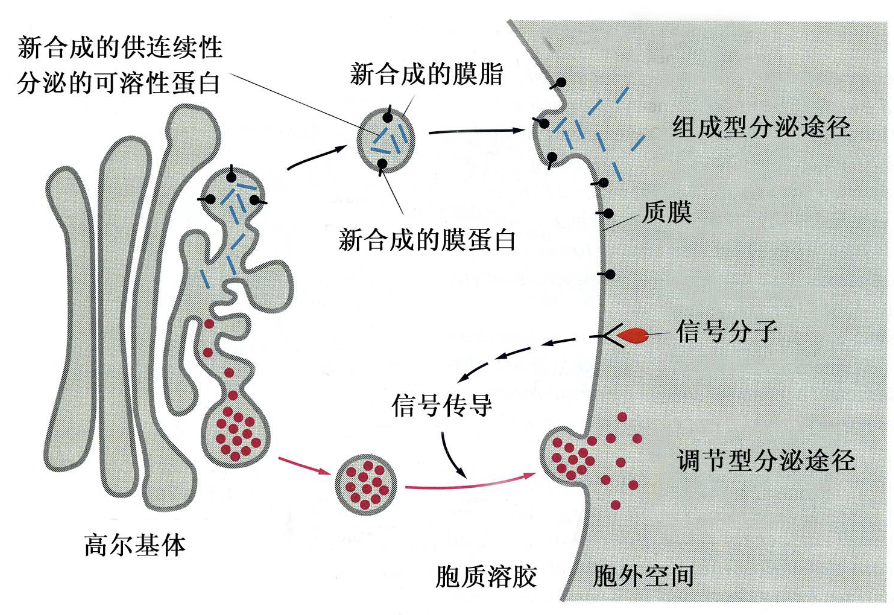 组成型和调节型胞吐途径