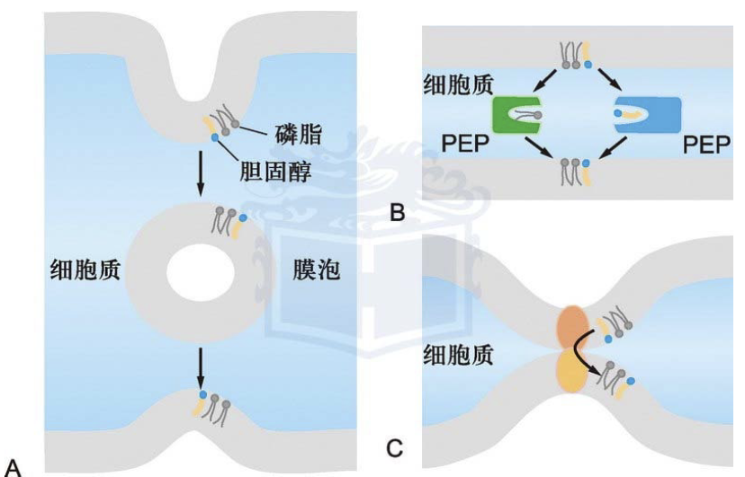 三种内质网上的脂质转运途径