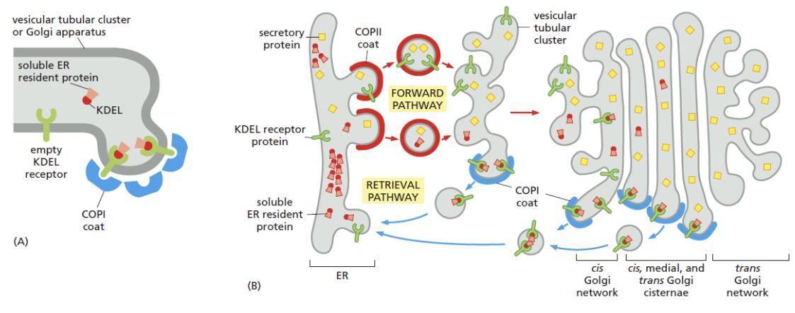 顺面对蛋白质的分选与运输模式图