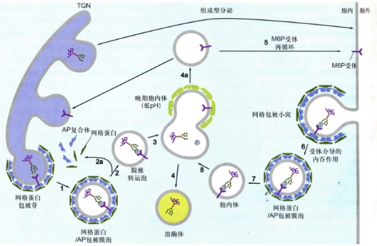 溶酶体发生模式图