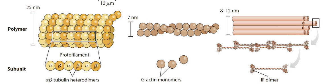 细胞骨架的三个组分