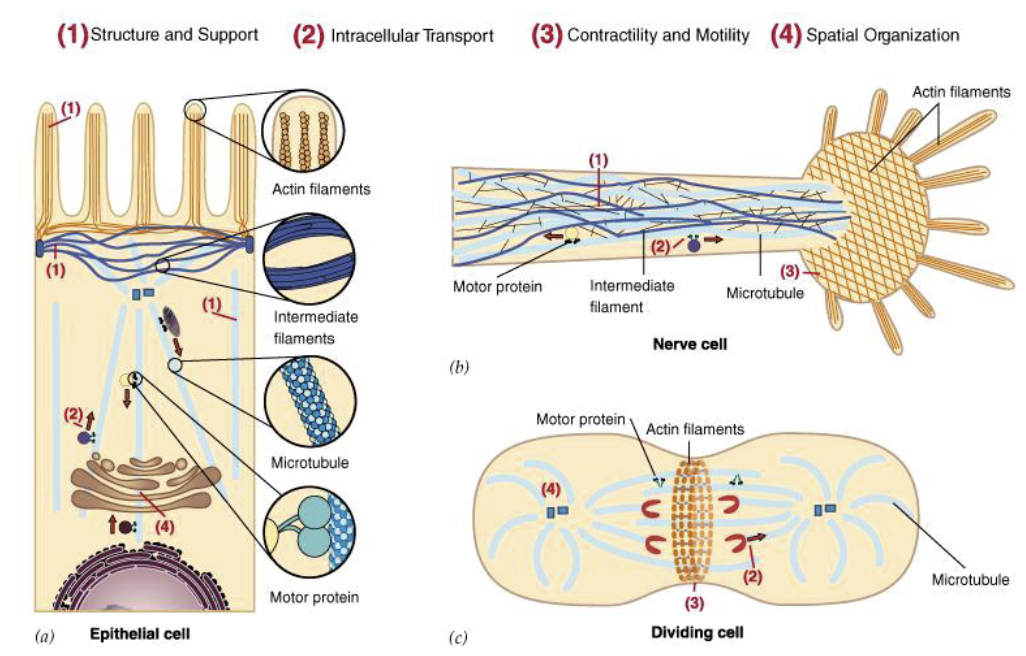 细胞骨架及功能