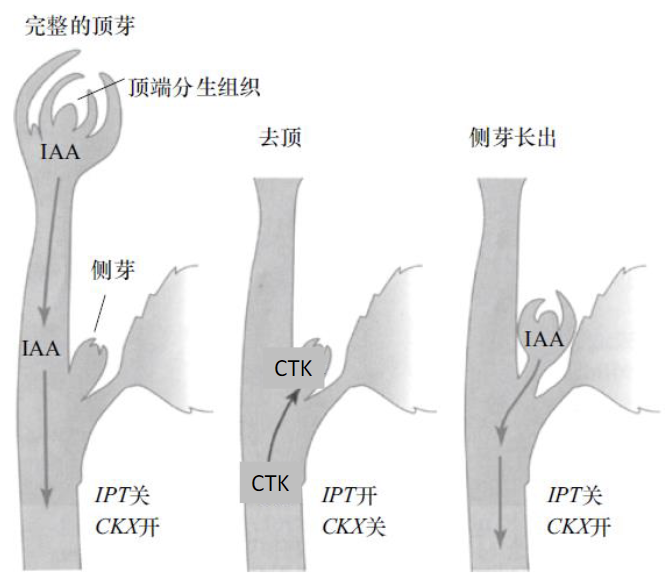顶端优势的维持与丧失