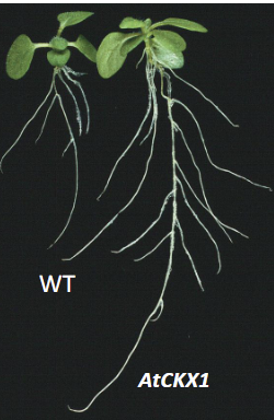 过表达CK氧化酶的烟草。可见转基因株有更长主根和更多侧根
