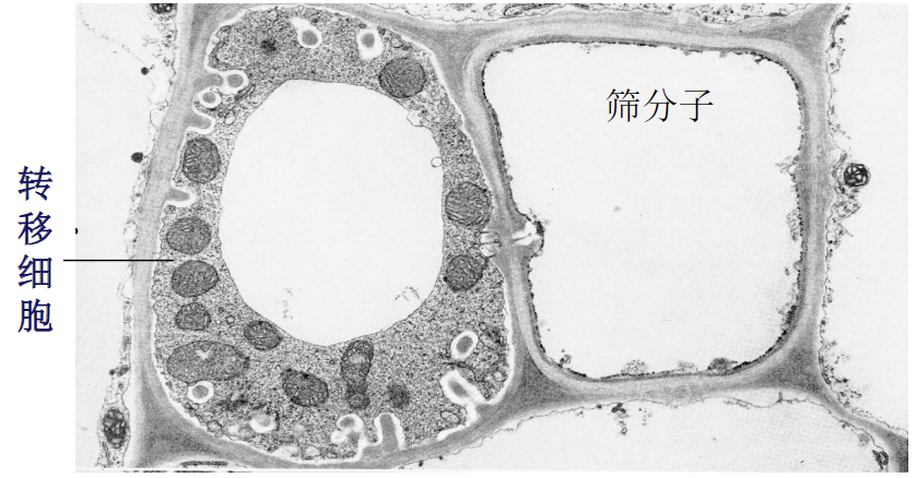 转移细胞的形态,注意内突结构