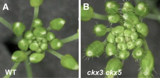 CK氧化酶缺失导致的顶端发育过度