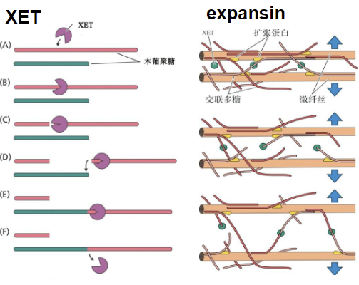 XET 与 expansin 的作用机制