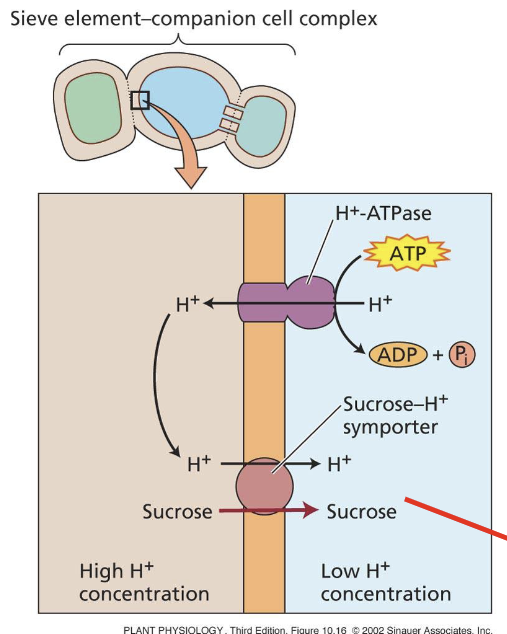质外体装载途径