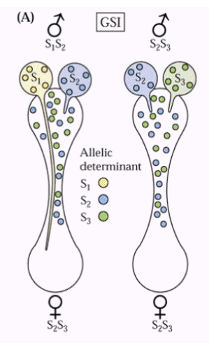 配子体型自交不亲和示意图