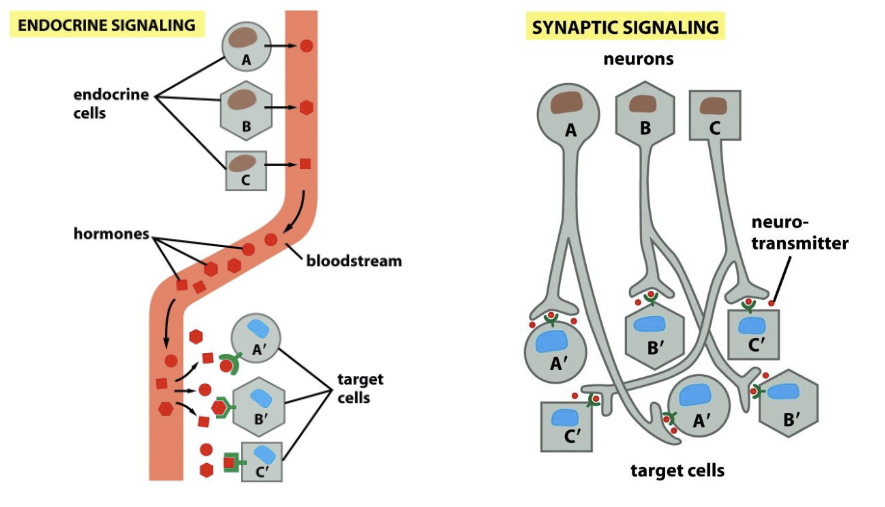 内分泌 versus 突触