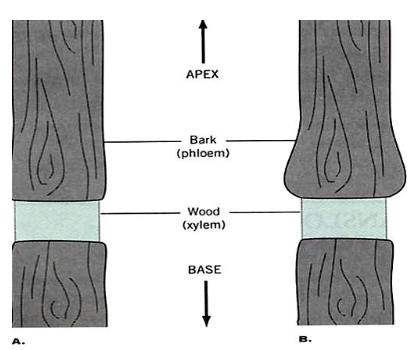 环割实验示意图